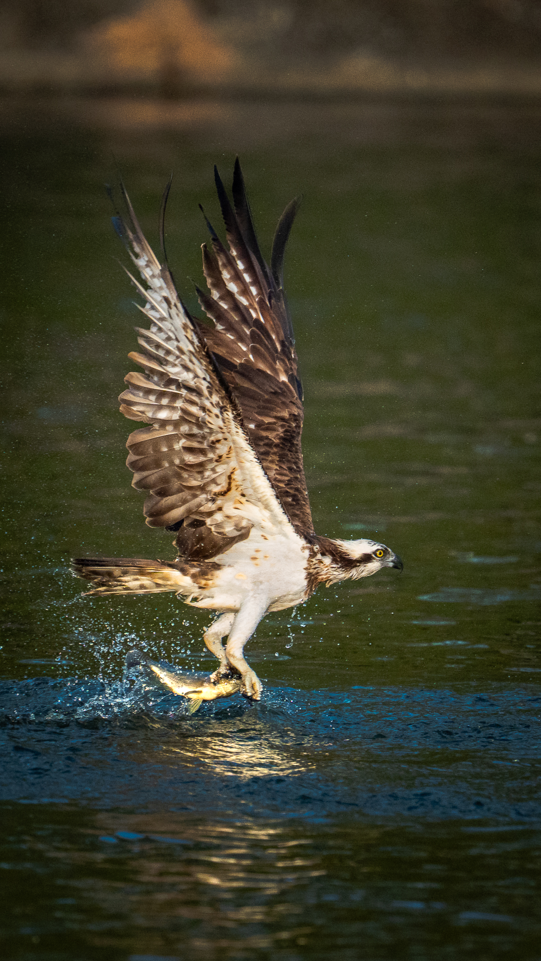 Krabi Overseas Workshop, Jan 2026